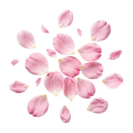 粉色樱花花瓣散落图片