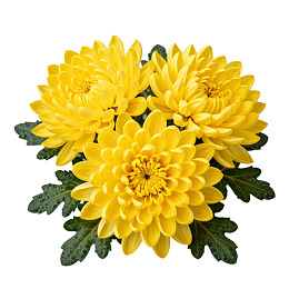 三朵黄色菊花特写图片
