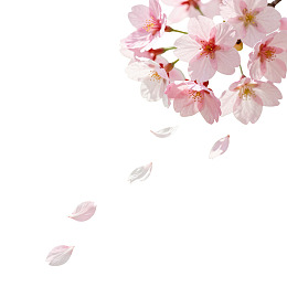 樱花绽放花瓣飘落图片