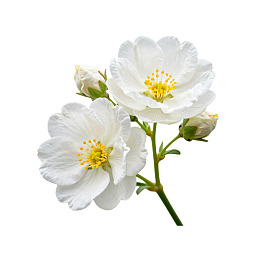 白色花朵与花蕾特写图片