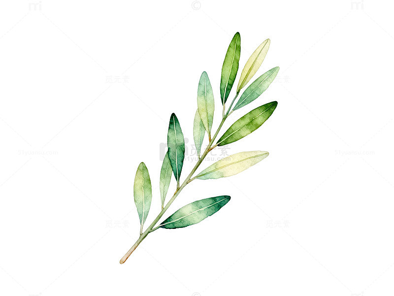 水彩风橄榄枝叶手绘植物设计素材