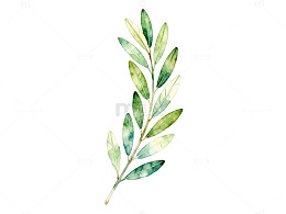 水彩风绿叶枝条手绘植物设计素材
