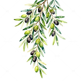 水彩风橄榄枝果实植物插画设计素材