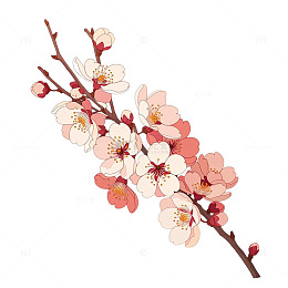 春日繁花似锦的杏花盛开