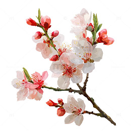 春日杏花醉人绽放奇观
