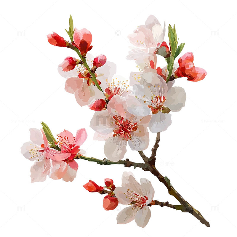 春日杏花醉人绽放奇观
