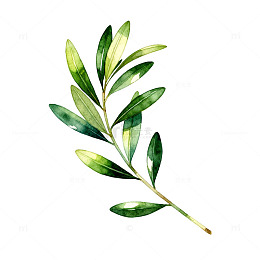 水彩风橄榄枝绿叶植物插画素材
