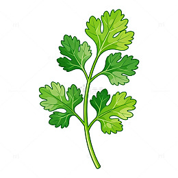 卡通风格香菜植物插画设计素材