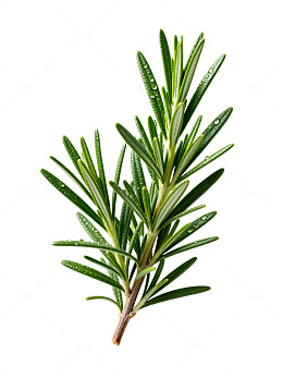高清风迷迭香植物素材