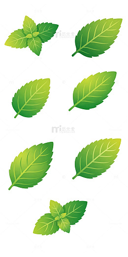 叶脉浅绿渐变，独立薄荷叶