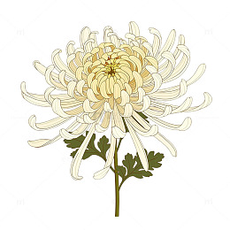 秋意浓郁的萧瑟菊花