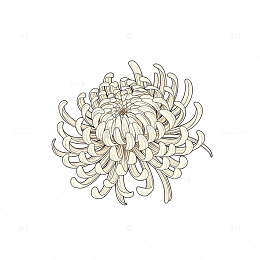 绽放于虚空的白色花海