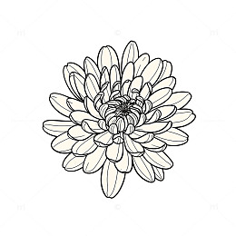 素描菊花的优雅轮廓