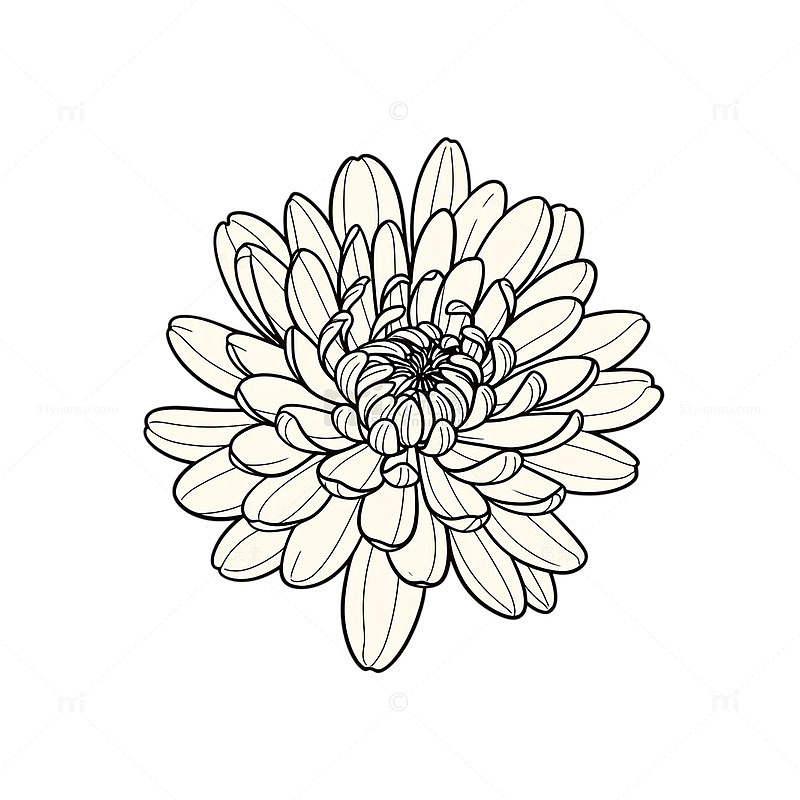 素描菊花的优雅轮廓