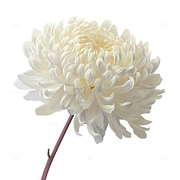 白色菊花的纯洁盛宴