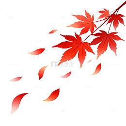 简约风秋日红枫落叶插画设计素材