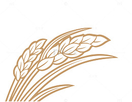 线条风麦穗植物手绘设计素材