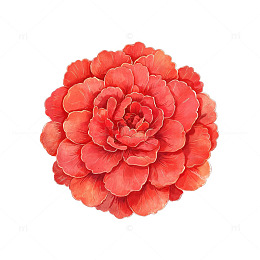 水彩风红色玫瑰花手绘花卉设计素材