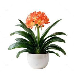 清新风盆栽君子兰植物设计素材