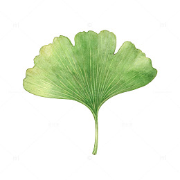 水彩风银杏叶手绘植物设计素材