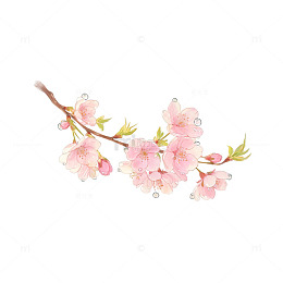 水彩风樱花枝条手绘花卉