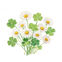 手绘风雏菊四叶草植物插画素材