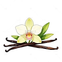 手绘风香草兰花植物插画素材