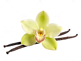 清新风香草兰花植物素材