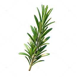 写实风迷迭香植物3D模型素材