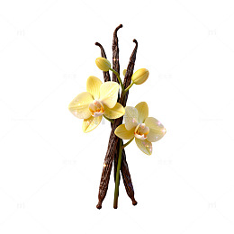 极简风香草花束素材