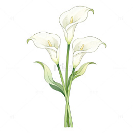 手绘风白色马蹄莲植物插画素材
