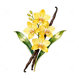 水彩风香草兰花手绘植物插画素材