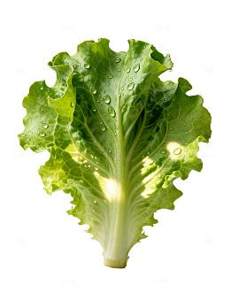 清新风生菜叶片素材