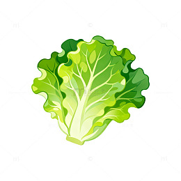 卡通风格生菜蔬菜插画设计素材
