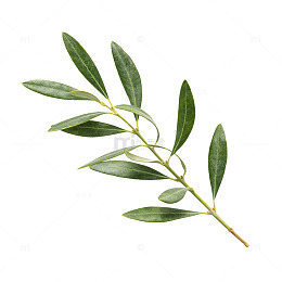 清新风橄榄枝叶植物摄影素材
