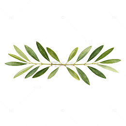 清新风，橄榄枝绿叶植物设计素材