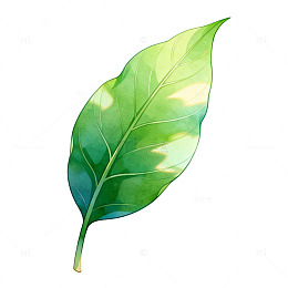 水彩风格绿叶植物插画设计素材