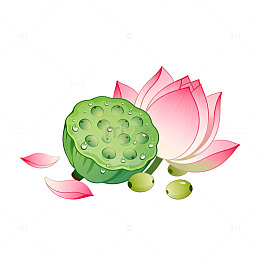 卡通风莲花莲蓬植物插画设计素材