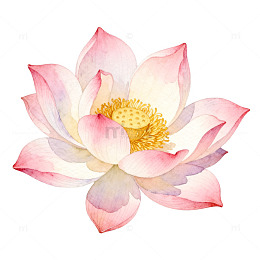 水彩风莲花绽放花卉插画设计素材
