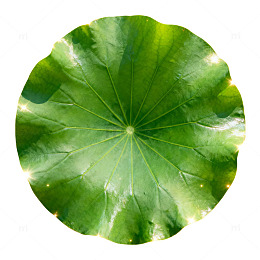 高清荷叶自然植物素材