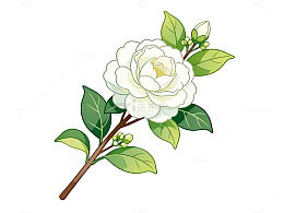 手绘风白玫瑰花卉插画设计素材