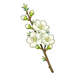 手绘风春日桃花枝矢量设计素材