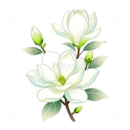 手绘风玉兰花枝植物插画素材