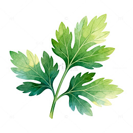 水彩风艾草植物手绘插画设计素材
