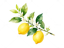 水彩风柠檬枝叶手绘插画设计素材