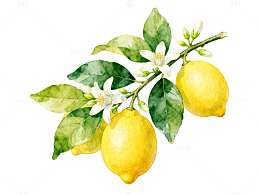 水彩风柠檬枝叶手绘插画设计素材