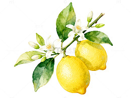 水彩风柠檬花枝手绘植物插画素材