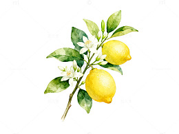 水彩风柠檬枝叶手绘植物插画素材