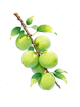 手绘风青梅枝叶插画设计素材