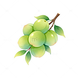 插画风青梅果实枝叶设计素材